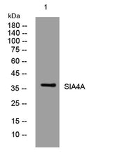 SIA4A rabbit pAb