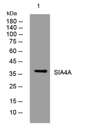 SIA4A rabbit pAb