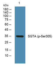 SGTA (phospho-Ser305)  rabbit pAb