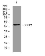 SGPP1 rabbit pAb