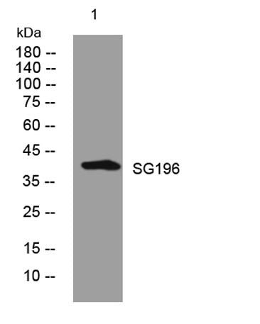 SG196 rabbit pAb