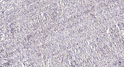 SEC61B Rabbit pAb