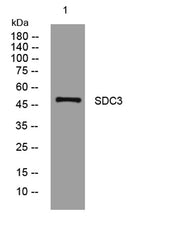 SDC3 rabbit pAb