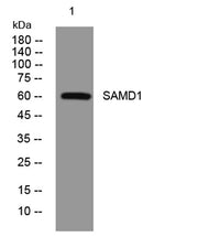 SAMD1 rabbit pAb