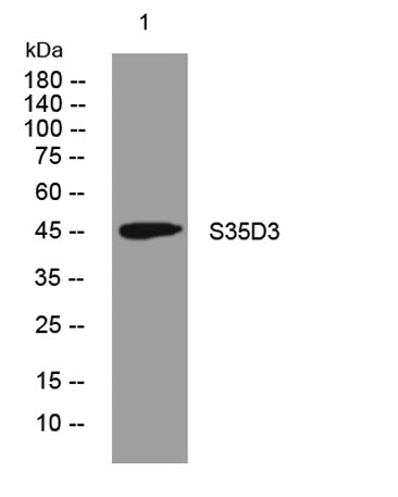S35D3 rabbit pAb