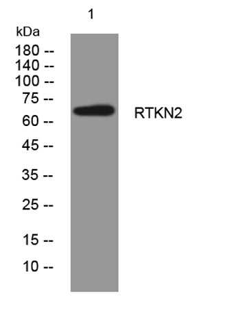 RTKN2 rabbit pAb