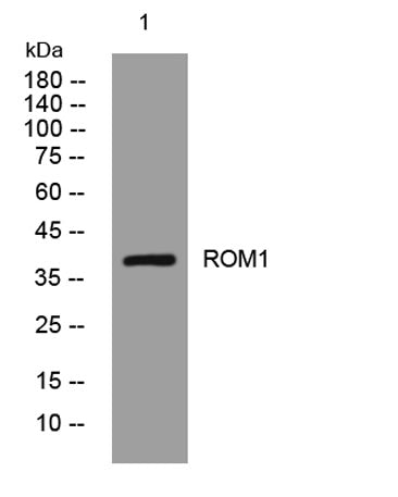 ROM1 rabbit pAb