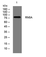 RN5A rabbit pAb