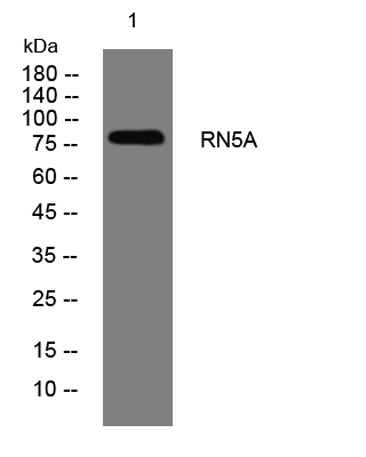 RN5A rabbit pAb