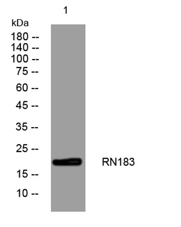 RN183 rabbit pAb