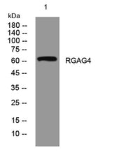 RGAG4 rabbit pAb