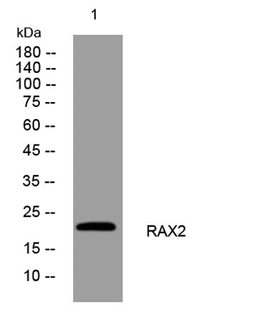 RAX2 rabbit pAb