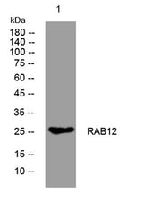 RAB12 rabbit pAb