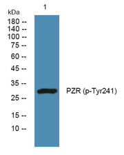 PZR (phospho-Tyr241)  rabbit pAb