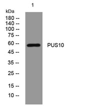 PUS10 rabbit pAb
