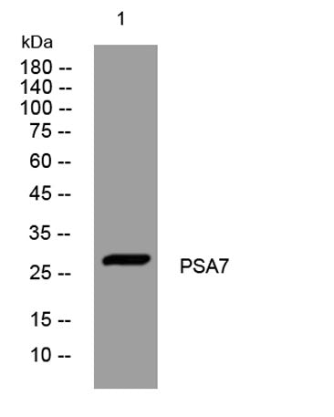PSA7 rabbit pAb