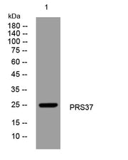 PRS37 rabbit pAb