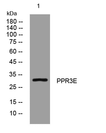 PPR3E rabbit pAb