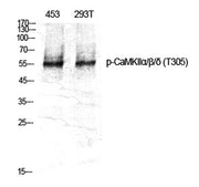 CaMKIIα/β/δ (phospho Thr305) rabbit pAb