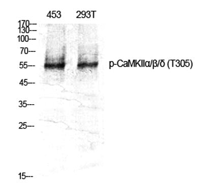CaMKIIα/β/δ (phospho Thr305) rabbit pAb