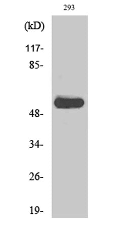 c-Src (phospho Tyr419) rabbit pAb