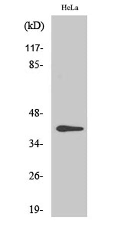 CKR-5 (phospho Ser349) rabbit pAb
