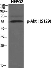 Akt1 (phospho Ser129) rabbit pAb