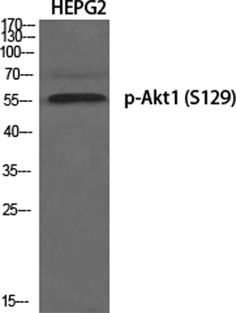 Akt1 (phospho Ser129) rabbit pAb