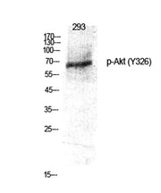 Akt (phospho Tyr326) rabbit pAb
