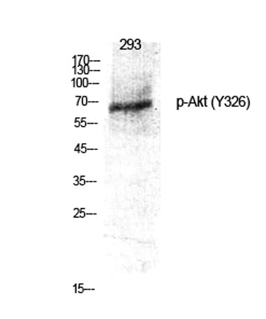 Akt (phospho Tyr326) rabbit pAb