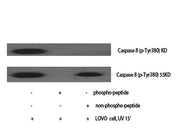 Caspase-8 (phospho Tyr380) rabbit pAb