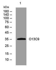 O13C9 rabbit pAb