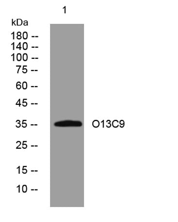 O13C9 rabbit pAb