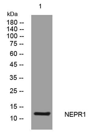 NEPR1 rabbit pAb
