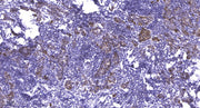 MYPT1 (phospho-Ser668) rabbit pAb