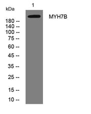 MYH7B rabbit pAb