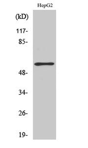 TH (phospho Ser71) rabbit pAb