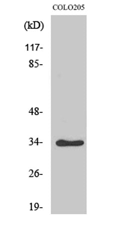 Cdk2/Cdc2 (phospho Thr160) rabbit pAb