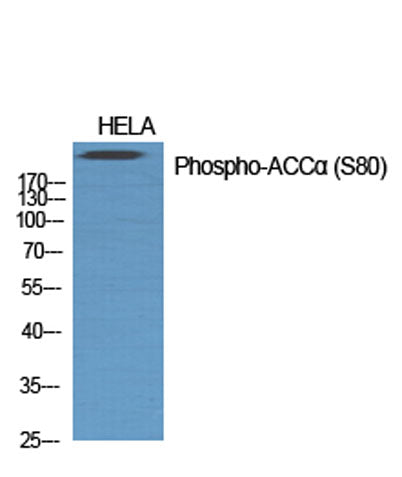 ACCα (phospho Ser80) rabbit pAb