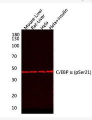C/EBP α (phospho Ser21) rabbit pAb