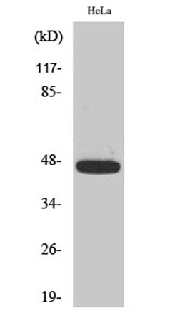 Caspase-9 (phospho Thr125) rabbit pAb