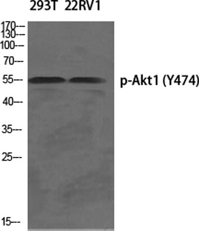 Akt1 (phospho Tyr474) rabbit pAb