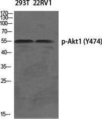Akt1 (phospho Tyr474) rabbit pAb