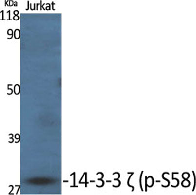 14-3-3 ζ (phospho Ser58) rabbit pAb