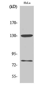 Adducin α/β (phospho Ser726/713) rabbit pAb