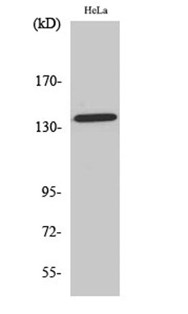 Amyloid-β (phospho Thr743) rabbit pAb
