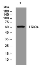 LRIQ4 rabbit pAb
