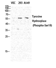 TH (phospho Ser19) rabbit pAb