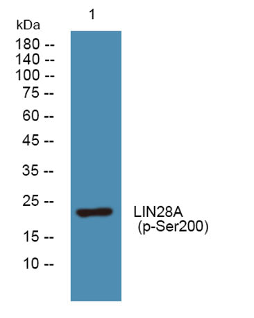 LIN28A (phospho-Ser200)  rabbit pAb