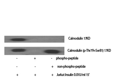 Calmodulin (phospho Thr80/S82) rabbit pAb
